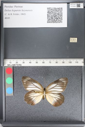 Media type: image;   Entomology 130493